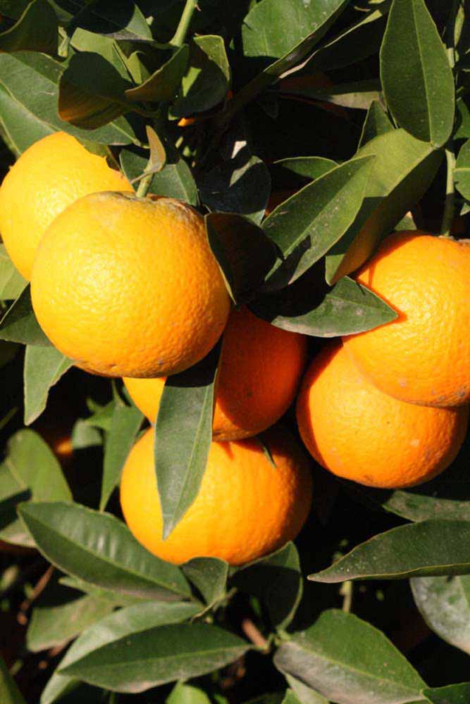              Fruit (Riverside, CA)       